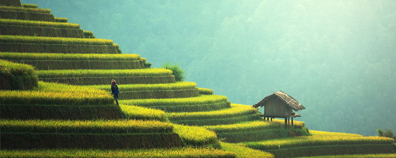 Agricultura en China (sasint, Pixabay)